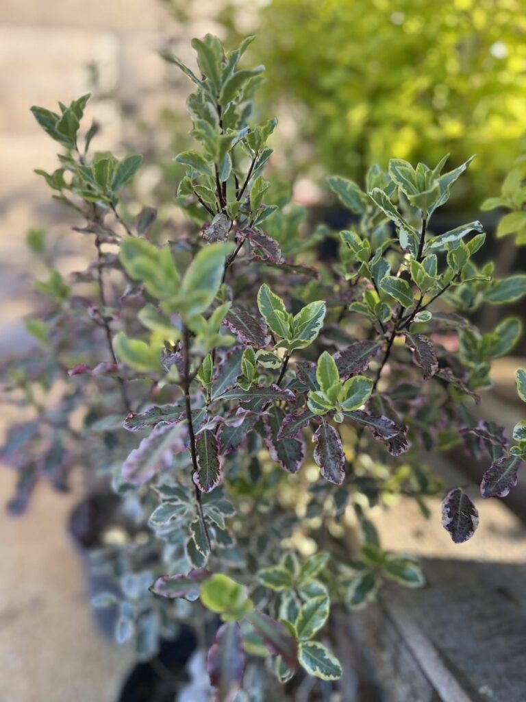 Pittosporum tenuifollium Elisabeth : plante résistante à la sécheresse