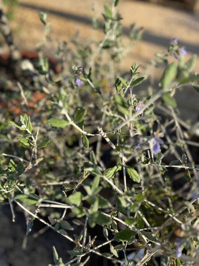 Teucrium : plante résistante à la sécheresse